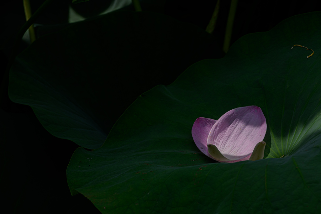 葉上の散蓮華