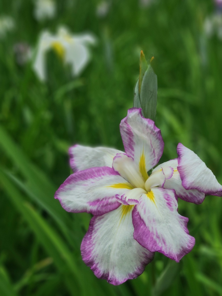 花菖蒲 ～小石川後楽園～