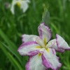 花菖蒲 ～小石川後楽園～