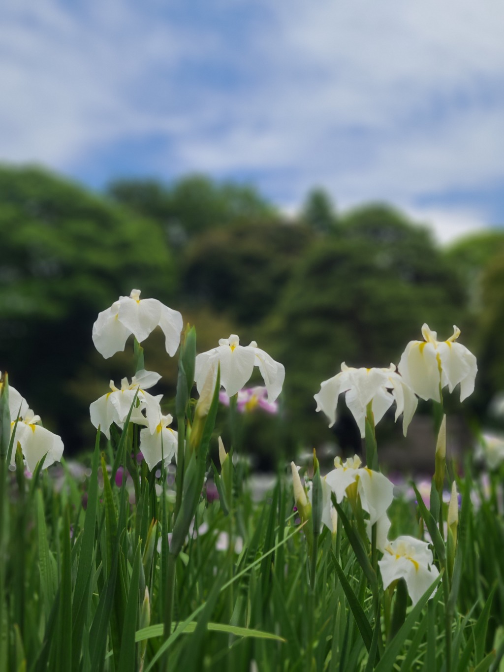 花菖蒲 ～小石川後楽園～