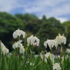 花菖蒲 ～小石川後楽園～