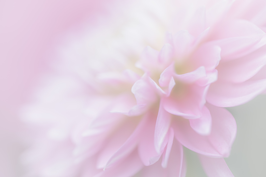 Dahlia Gradation ②