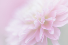 Dahlia Gradation ②