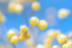 冬の青空を彩る黄色い鈴