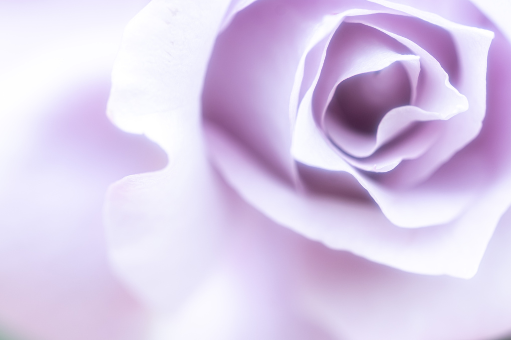 lilac color