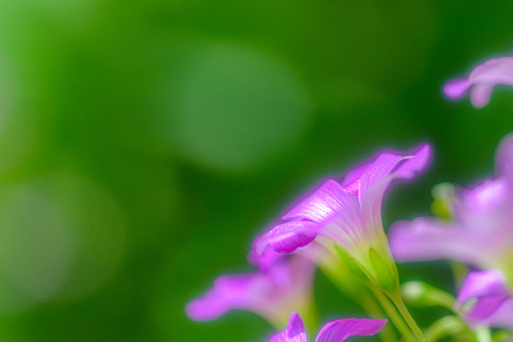 初夏を彩る小さな花