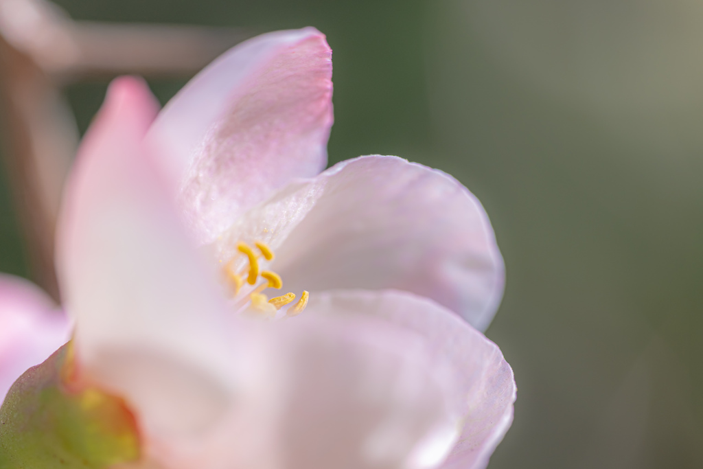 木瓜の花