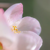 木瓜の花