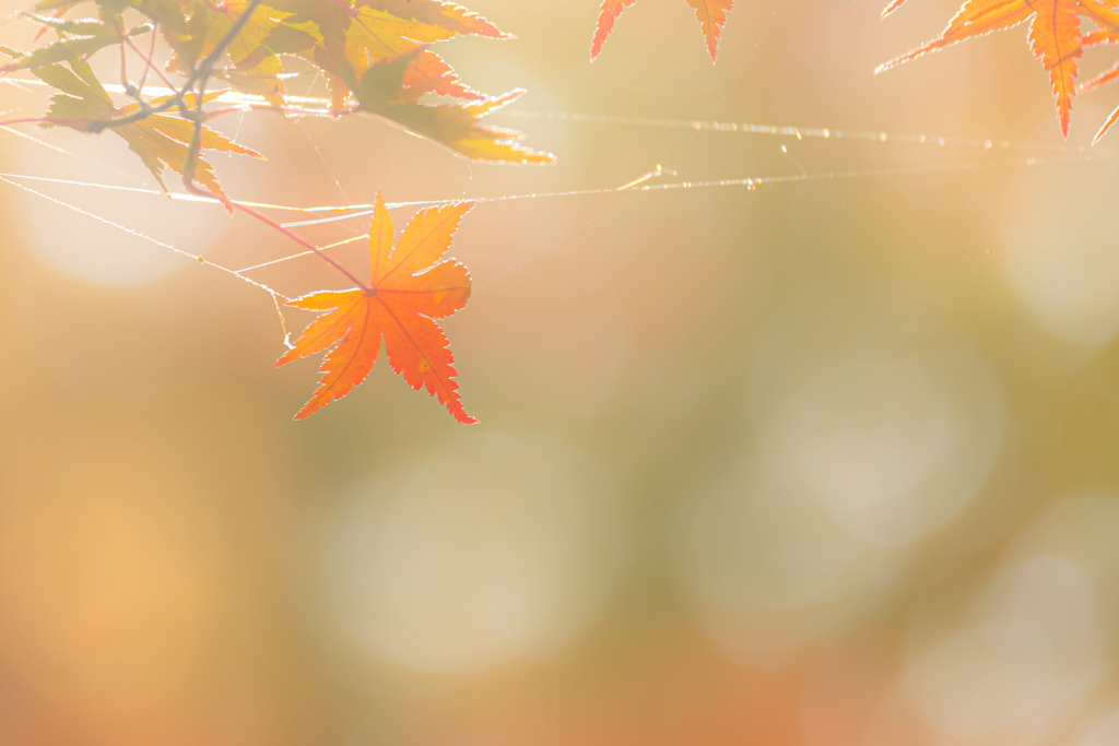 autumn memories