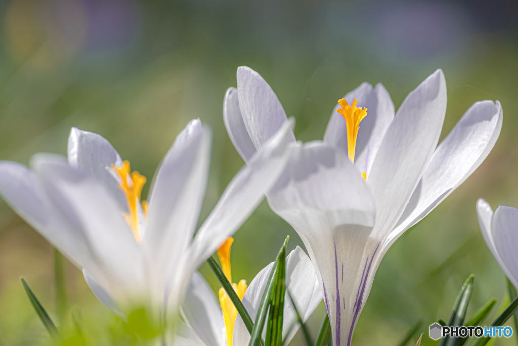 white crocus