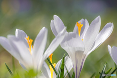 white crocus