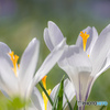 white crocus