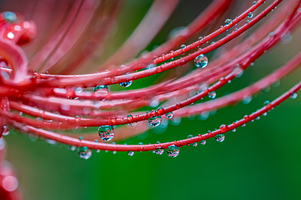 rain drops