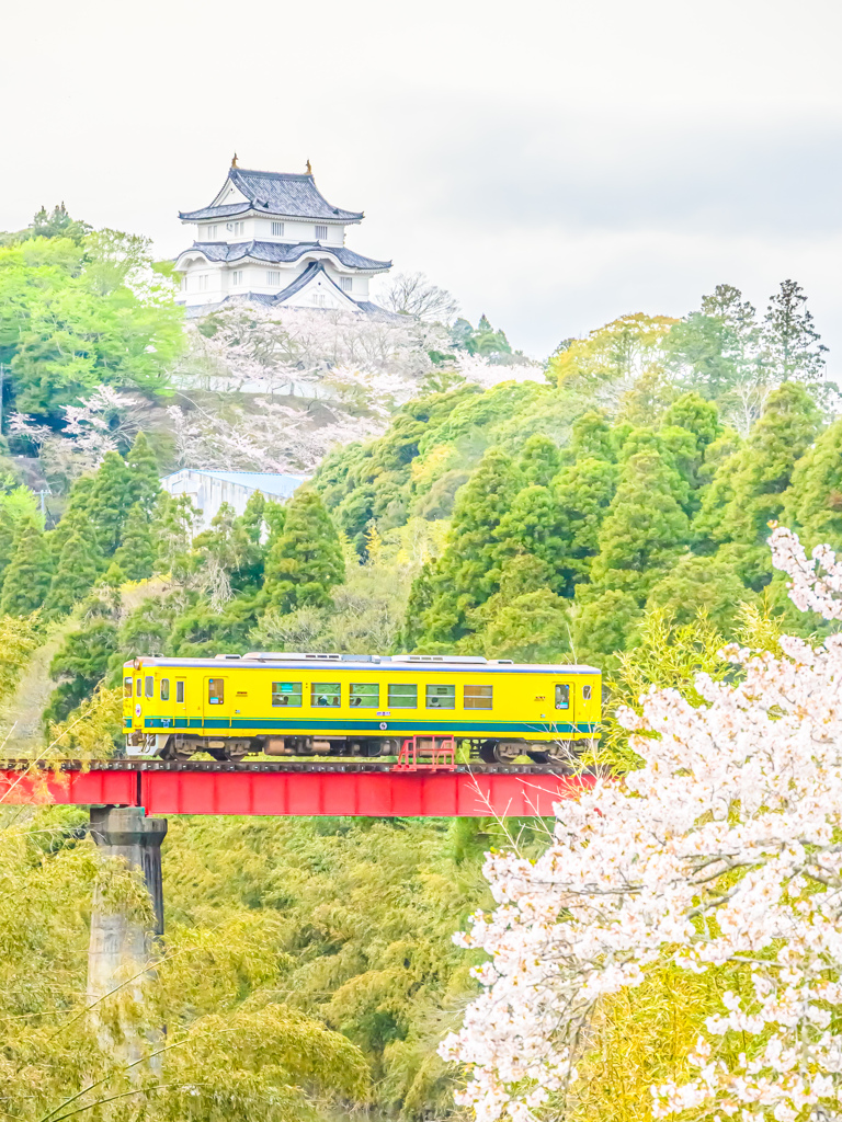 桜に包まれた大多喜城といすみ鉄道