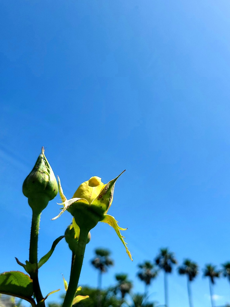 春バラ ～谷津バラ園～