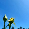 春バラ ～谷津バラ園～