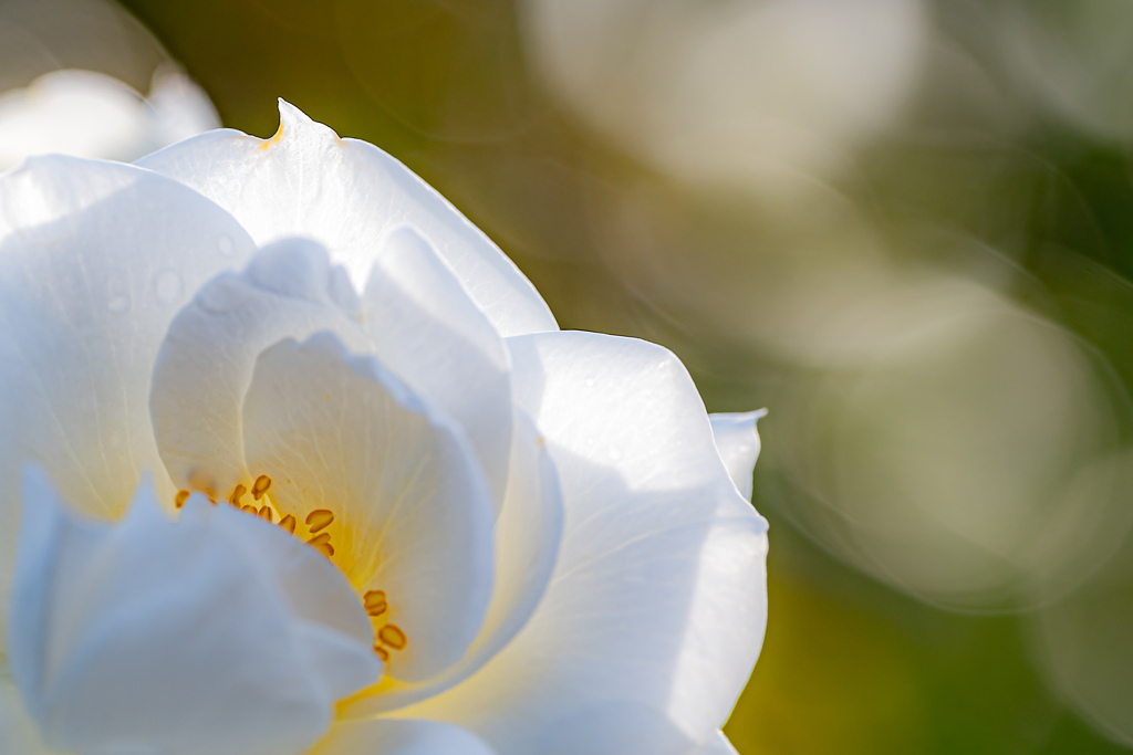 white rose