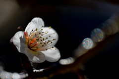 早春の光と梅の花