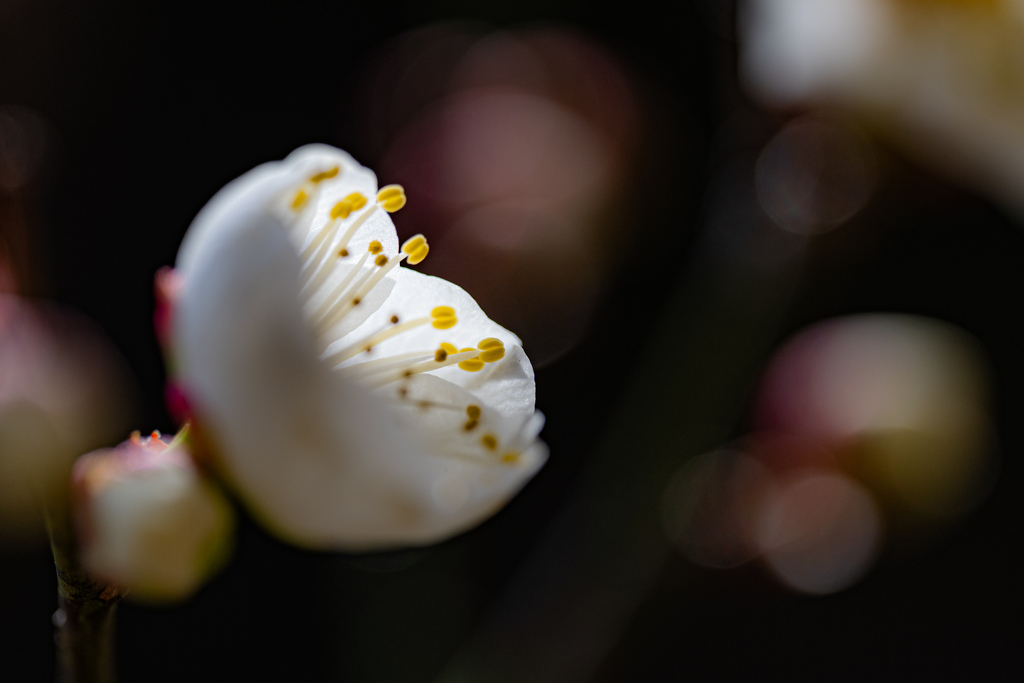 白梅の横顔