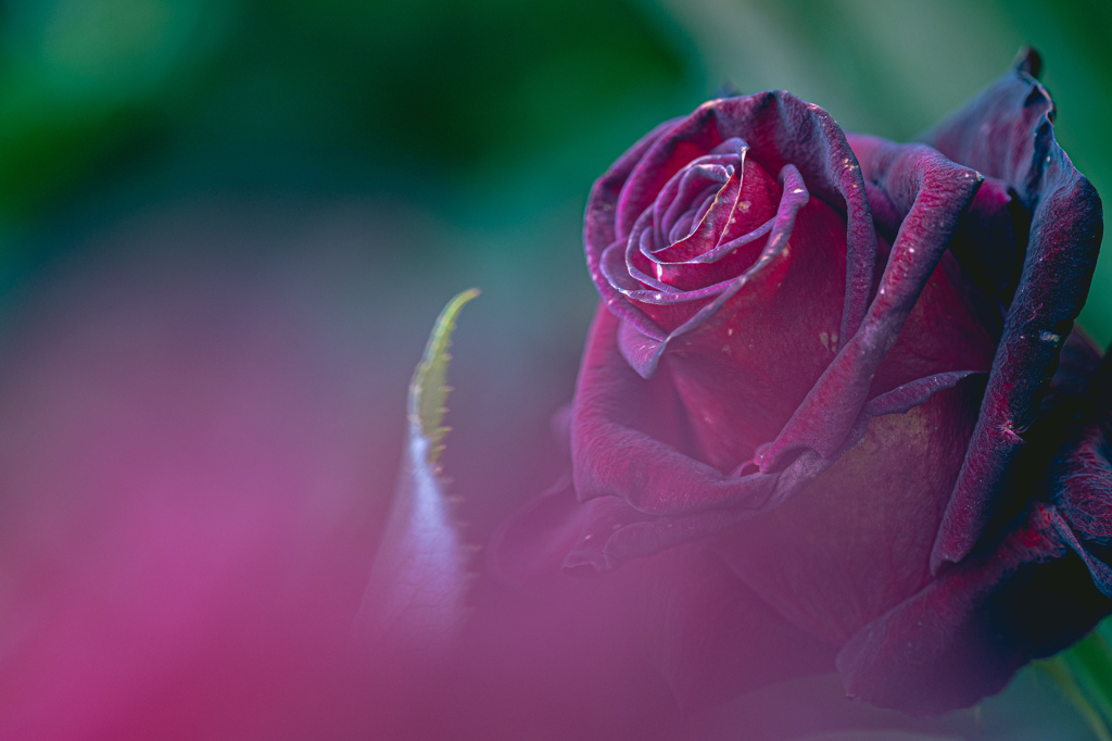 noble rose