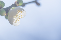 冬光に透けるガラスシェード