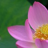 千葉公園の大賀ハス ⑦