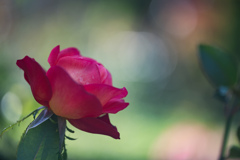 静寂に彩る秋バラ