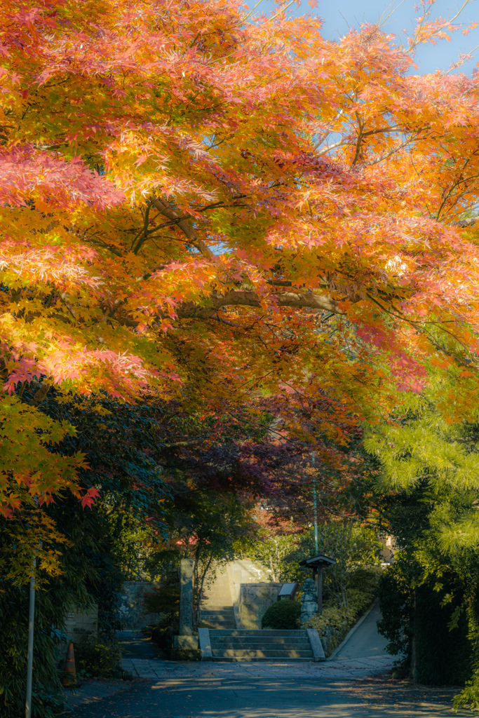 参道を彩る紅葉のトンネル