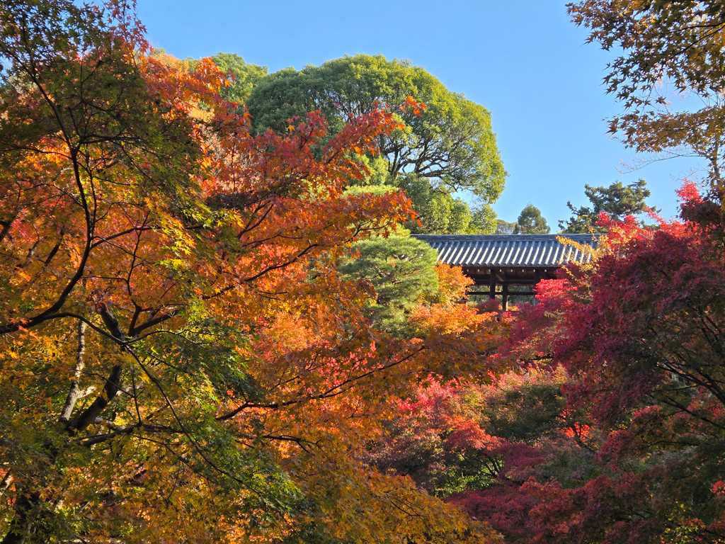 秋彩に染まる東福寺