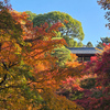秋彩に染まる東福寺