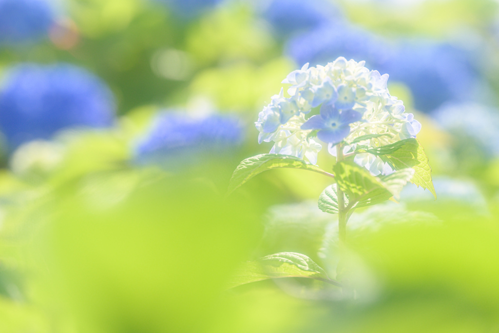 初夏に咲く紫陽花