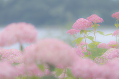 湖畔に咲くピンクのアナベル
