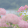 湖畔に咲くピンクのアナベル
