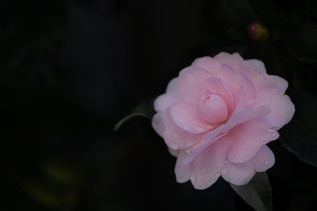 しずくを纏う山茶花