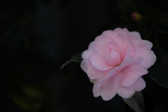 しずくを纏う山茶花