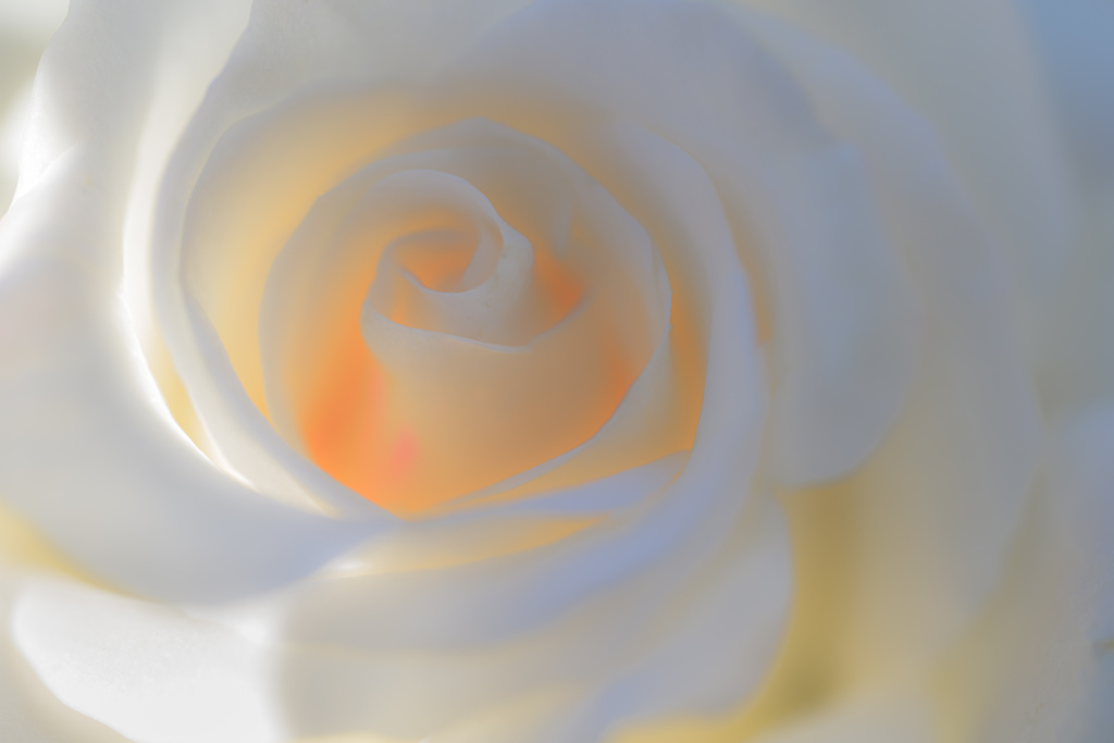 白とオレンジのシンフォニー