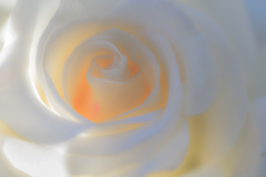 白とオレンジのシンフォニー