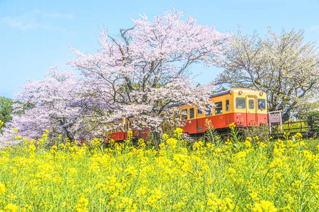 うららかな春の小湊鉄道