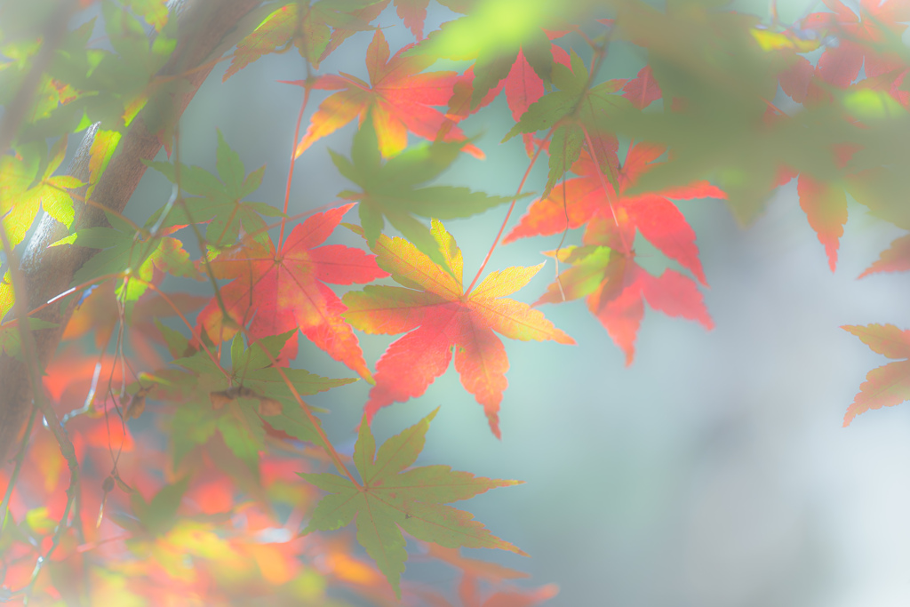autumn colors