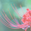 曼珠沙華の曲線美