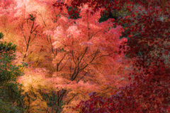 秋色のパレット