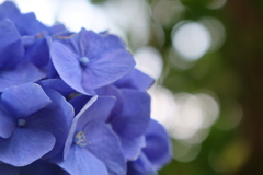 本土寺の紫陽花 ④