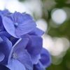 本土寺の紫陽花 ④