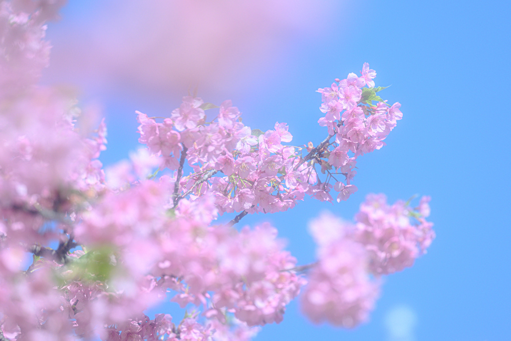 河津桜の春彩