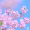 河津桜の春彩