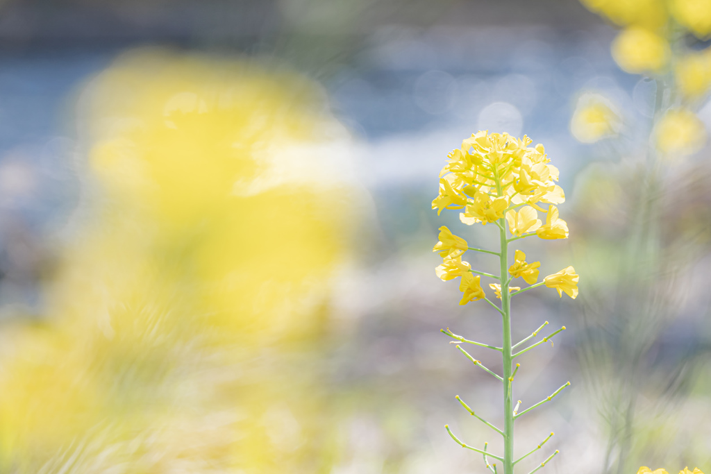 河畔に咲く菜の花