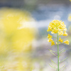 河畔に咲く菜の花