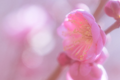 春めく頃