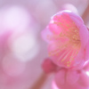 春めく頃