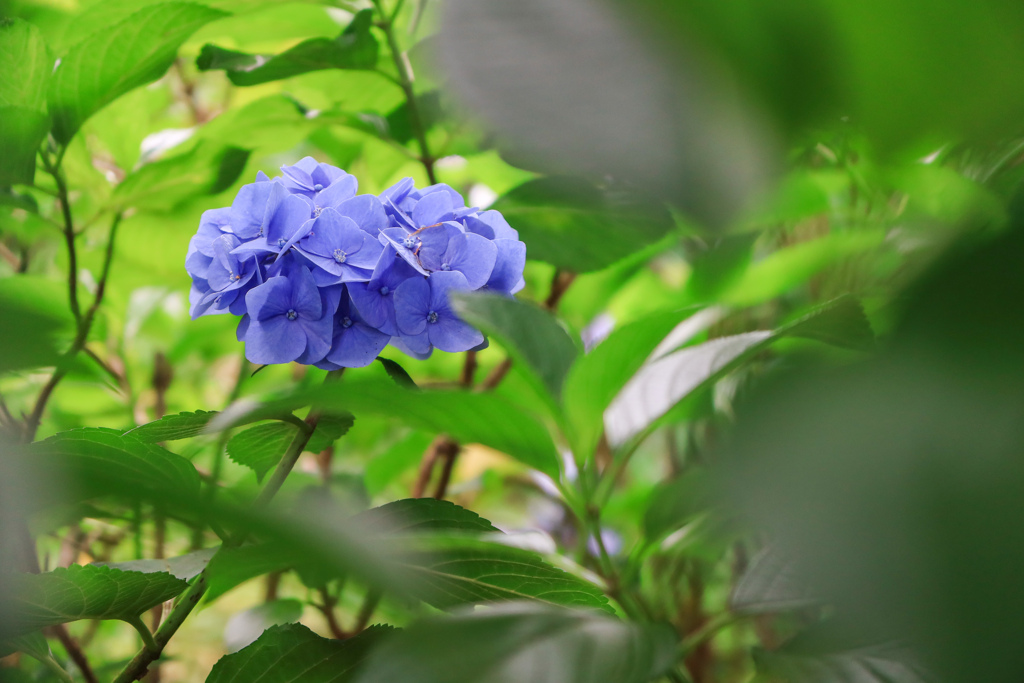 本土寺の紫陽花 ③